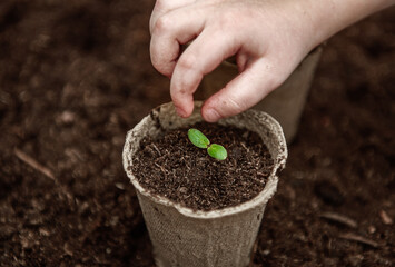 The hands of a small child sowed seeds in a peat pot.  The concept of Earth Day and plant protection.  Peat pots for planting