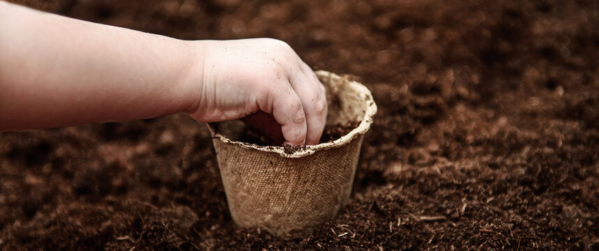 The hands of a small child sowed seeds in a peat pot.  The concept of Earth Day.  Peat pots for planting
