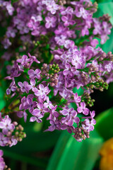 Lilac blossoming branches, soft selective focus