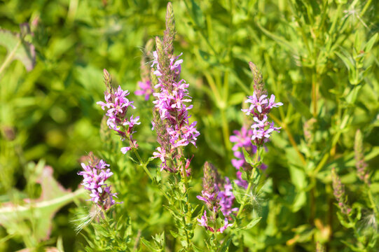 Purple loosestrife in bloom closeup view with blurred green plants on background