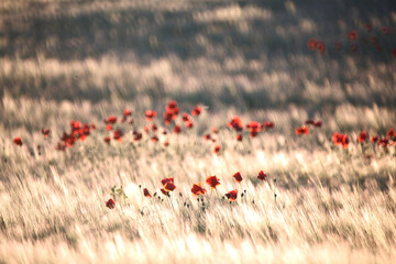 field of red poppies during spring. papaver rhoeas