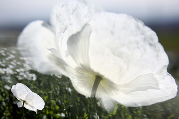 field of white poppies, also called opium. Papaver somniferum