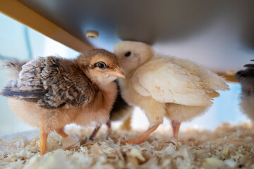 Two chicks staying warm under the heater