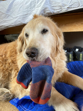 Closeup Of Dog With Hiking Sock In Their Mouth