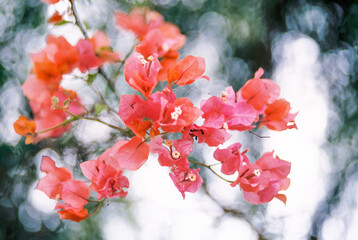 Pink Bougainvillea Flowers Close Up With Blurry Background