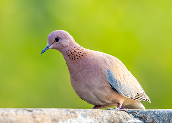 Laughing Dove in curiosity looking into camera