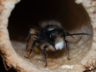 Mason bees at an insect hotel in spring