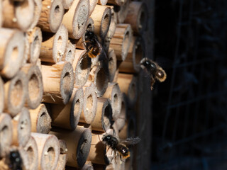 Mason bees at an insect hotel in spring