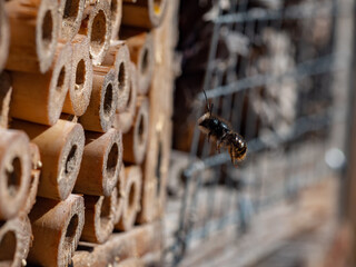 Mason bees at an insect hotel in spring