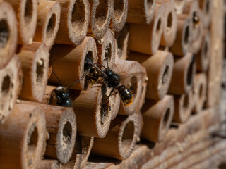 Mason bees at an insect hotel in spring