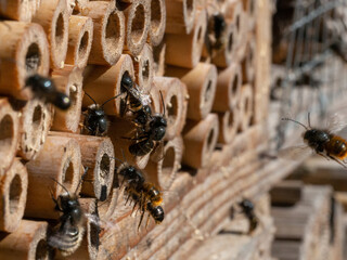 Mason bees at an insect hotel in spring