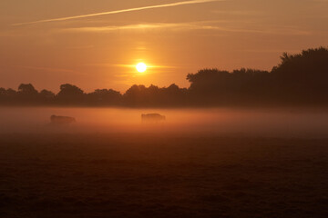 Dawn sunrise over a misty field of grass with cows grazing