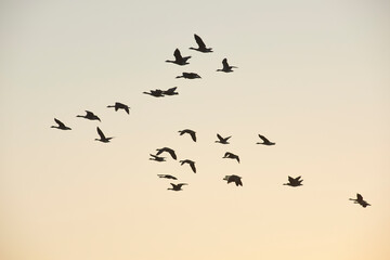 A flock of geese in flight during morning sunrise