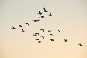 A flock of geese in flight during morning sunrise