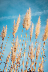 Fototapeta premium Spike grass swinging in wind with sky in the background