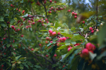 Apple trees in an orchard, with fruits ready for harvest.