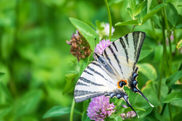 Beautiful Butterfly Scarce Swallowtail, Sail Swallowtail, Pear-tree Swallowtail, Podalirius. Latin name Iphiclides podaliriu. Butterfly collects nectar on flower.