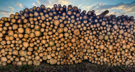 Panorama von auf einem großen Stapel liegenden Baumstämmen von Fichten