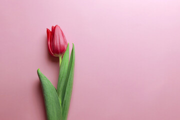 Red tulip on pink background, top view, spring bouquet