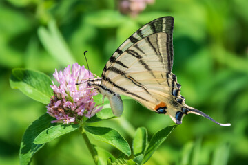 Beautiful Butterfly Scarce Swallowtail, Sail Swallowtail, Pear-tree Swallowtail, Podalirius. Latin name Iphiclides podaliriu. Butterfly collects nectar on flower.