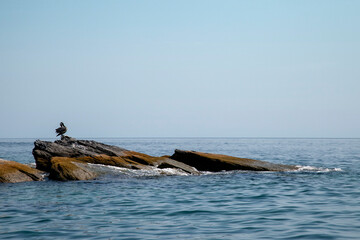Naklejka premium heron standing on rock sunbathing 