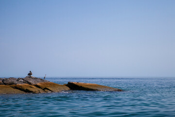 heron standing on rock sunbathing by the sea