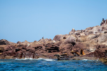 Fototapeta na wymiar sea lions resting on the rocks