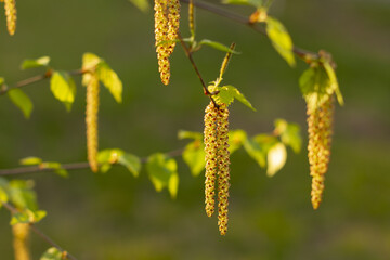 Spring landscape in the form of blossoming birch buds on a blurred green background.