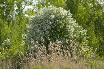 Summer landscape in the form of a young flowering apple tree against the background of a green forest and reeds in the foreground. The concept of family outdoor recreation.