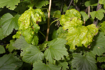 Cecidomyiidae disease and currant pests gall midges and catocha. The concept of combating diseases and pests of agricultural cultivated plants.