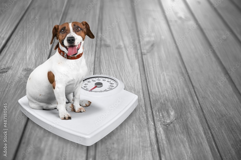 Poster Cute dog sitting on weighet scale indoor