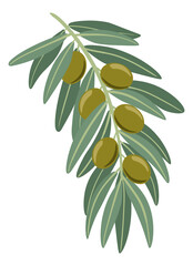 Illustration of an olive branch with green olives and leaves. Flat style vector image