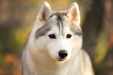 Obraz premium Portrait of gray and white siberian husky dog in the forest in autumn