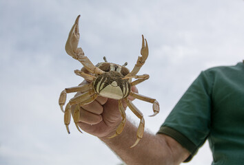 Crab in the hand