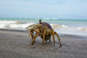 Cangrejo en la playa