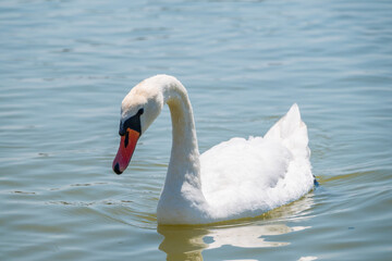 Graceful white Swan swimming in the lake, swans in the wild. Portrait of a white swan swimming on a lake.