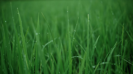 rice in the ricefielfd