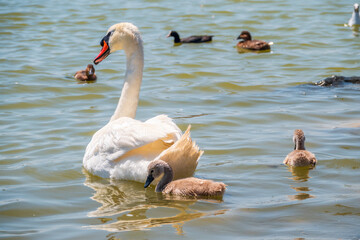 A female mute swan, Cygnus olor, swimming on a lake with its new born baby cygnets. Mute swan protects its small offspring. Gray, fluffy new born baby cygnets.
