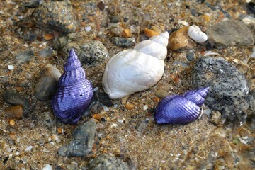 Coquillage