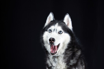 Portrait of Amazement cute Siberian Husky Dog opened mouth surprised on Isolated Black Background, front view