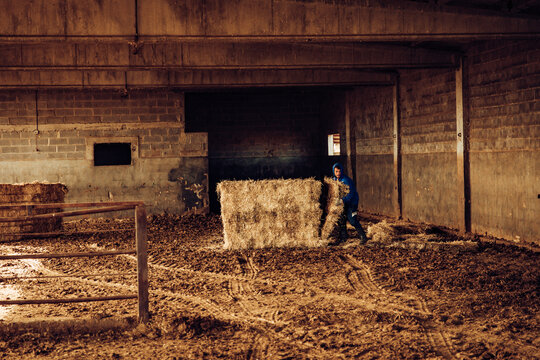 Young farmer preparing straw to feed the calves on his farm