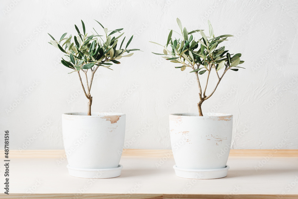 Wall mural two mini olive trees in pots.