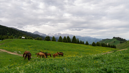 Fototapeta na wymiar Horses on a green mountain pasture 