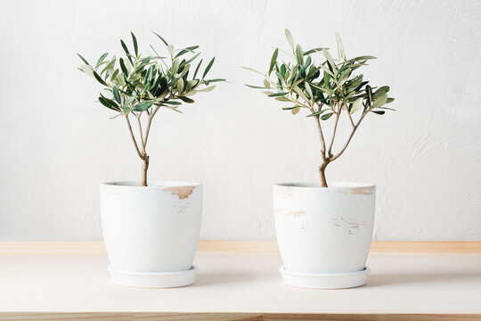 Two Mini Olive Trees In Pots.