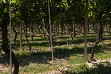 Vineyard, La Morra, Piedmont, Italy