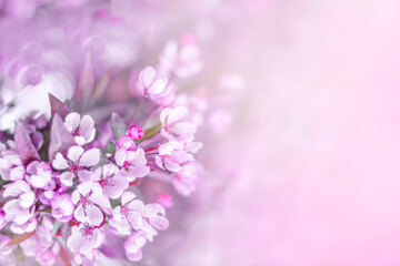 Fototapeta premium Beautiful branch of flowering tree in spring , violet background macro.blurry background