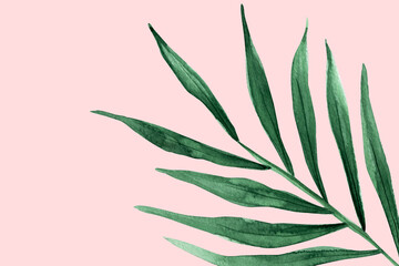 Palm watercolor leaf on pink background. Template for decorating designs and illustrations.