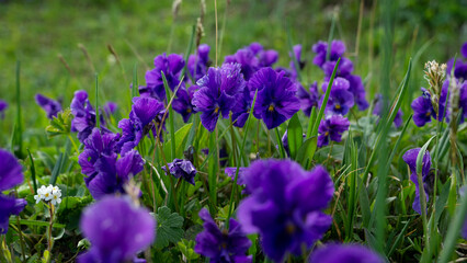 Field of purple flowers in the mountains 