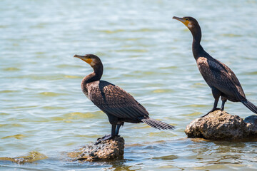 Two Great cormorants, Phalacrocorax carbo, standing on a stone on the sea shore.
