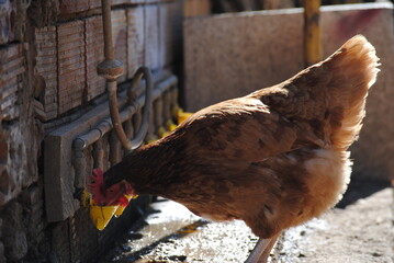 Gallina rubia bebiendo en un bebedero